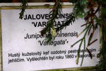 Jalovec čínský - popis