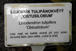 Liliovník -popis